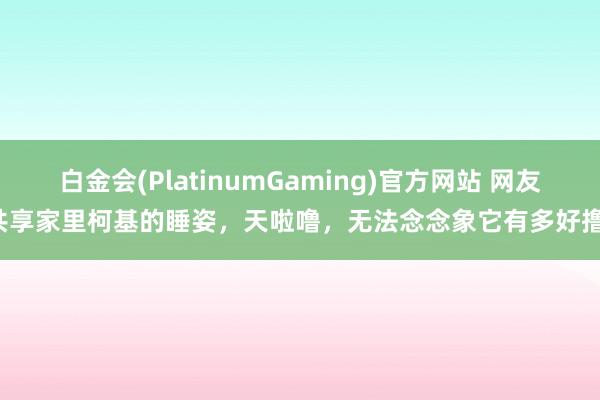 白金会(PlatinumGaming)官方网站 网友共享家里柯基的睡姿，天啦噜，无法念念象它有多好撸！